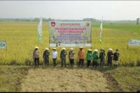 Kodim Pekalongan Berhasil Panen Padi di Lahan Tidur Berkat Pupuk Cair Organik