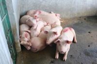 Kementan segera Wujudkan Perbibitan Babi Bebas ASF