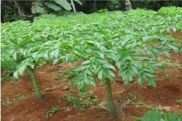 Produksi umbi basah Porang di Madiun dalam tiga tahun terakhir terus mengalami peningkatan.