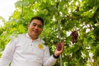 Maksimalkan Pemanfaatan Lahan, Bapeltan Lampung Bertanam Anggur