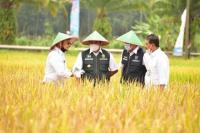 Tak Kenal Libur, Mentan SYL Panen dan Gerakan Serap Gabah di Sumsel