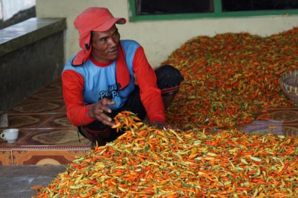 Kenaikan NTP dikarenakan Indeks Harga yang Diterima Petani (It) naik sebesar 1,17 persen, lebih tinggi dari kenaikan Indeks Harga yang Dibayar Petani  sebesar 0,01 persen.