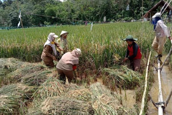 Kesejahteraan petani bisa meningkat jika Indonesia bisa mewujudkan pembangunan pertanian yang berkualitas.
