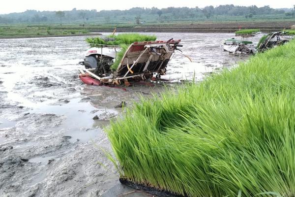 Teknologi padi lahan tadah hujan yang ada di Blora, harus bisa diterapkan petani secara bertahap dari hulu ke hilir dan ada keberlanjutan.