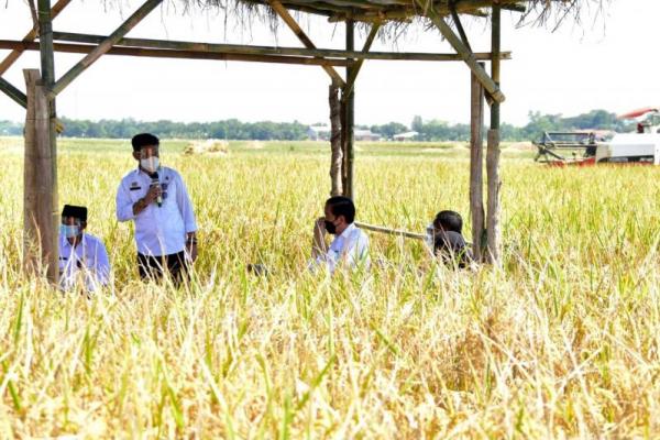Produktivitas rata-rata padi petani Indramayu tinggi sebesar 7 sampai 8 ton per hektar.