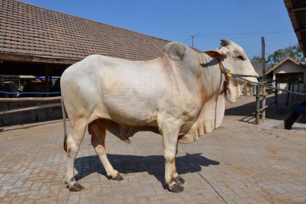Usaha sapi potong ini masih resisten dengan sifat tradisionalnya, sehingga berdampak pada penerimaan atau income yang dihasilkan.