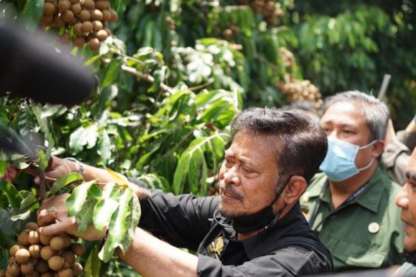 Mugiyanto mengaku dalam waktu dekat melakukan kerjasama dengan Kementerian Pertanian (Kementan) untuk memperluas kawasan kebun kelengkeng.