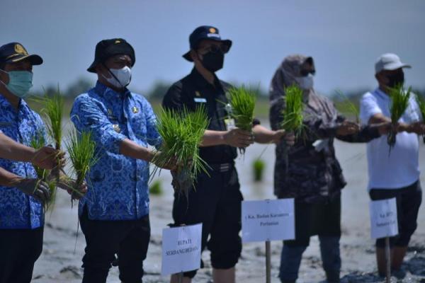 Pencapaian panen padi di Kabupaten Serdang Berdagai periode Oktober 2020 hingga Maret 2021 telah melebihi target yang ditetapkan yaitu sebesar 4,4%.