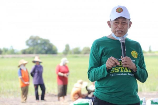 Momon mengatakan, food estate Kalimantan Tengah akan menjadi percontohan pertanian modern atau kiblatnya lumbung pangan nasional dalam beberapa tahun ke depan.