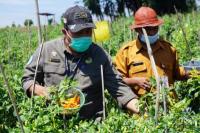 Kementan Pastikan Stok Cabai Rawit Jelang HBKN Aman dan Mencukupi