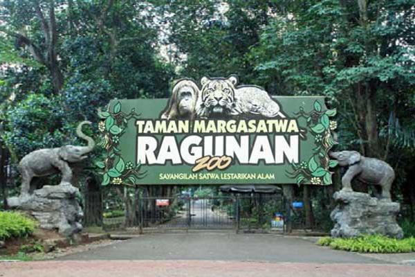 Taman Margasatwa Ragunan (TMR) mulai dikunjungi pada libur Lebaran hari kedua, Jumat (14/5). Ada sekitar 2.460 orang yang mengunjungi tempat wisata di bilangan Jakarta Selatan ini.