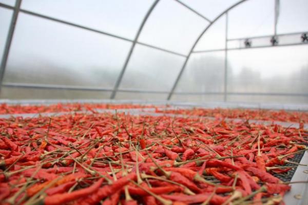 Sesuai dengan kaidah Good Manufacturing Practices (GMP) bahwa dalam pengolahan produk hasil hortikultura harus food grade dan aman dikonsumsi sehingga ketika hasil panen tersebut diolah rasanya tidak banyak berubah dan warna tetap terlihat bagus.