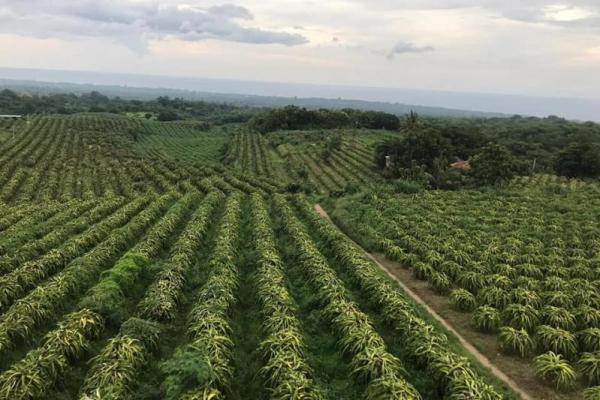 kebun semua menjadi