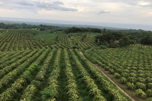 Semua pihak harus mendukung pembangunan hortikultura, karena dapat menjadi sumber pendapatan tinggi dan cepat (cash crop) serta bernilai baik bagi lingkungan.