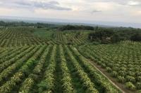 Tingkatkan Produksi Sayuran dan Tanaman Obat, Kementan Kembangkan Kampung Hortikultura