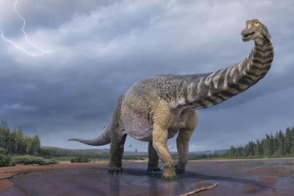 Australotitan cooperensis atau `titan selatan`, adalah salah satu dari 15 dinosaurus terbesar yang ditemukan di seluruh dunia.