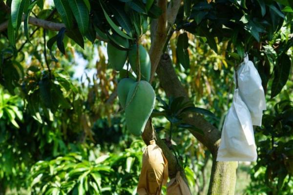Guna mempercepat realisasi kampung buah, Direktorat Jenderal Hortikultura mengadakan bimbingan teknologi (bimtek) budidaya jeruk, perdu dan pohon dengan mengundang para petani.