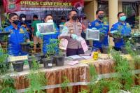 Ratusan Ganja Ditanam Pot Bunga Dibongkar Polres Jakbar