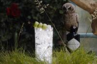 Hari Mentimun Dunia, Buah Ini Bisa Ditukarkan dengan Minuman Lezat