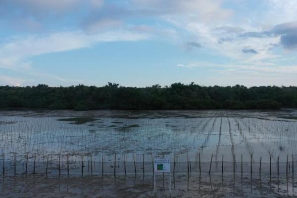 Rehabilitasi mangrove adalah upaya yang bisa dilakukan untuk memulihkan ekosistem pesisir, mencegah abrasi dan kerusakan ekosistem serta spesies inti mangrove seperti kepiting dan ikan.