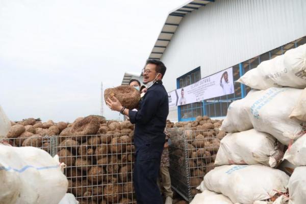 Di negara Sakura tersebut, porang dijadikan sebagai bahan baku beras shirataki yang sering digunakan sebagai beras diet.