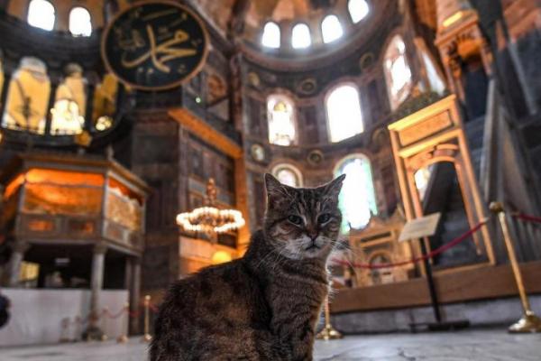 Seorang warga negara Jepang, yang diidentifikasi dengan inisial DM, akan dideportasi setelah polisi di Istanbul mendendanya karena membunuh dan memakan anak kucing.