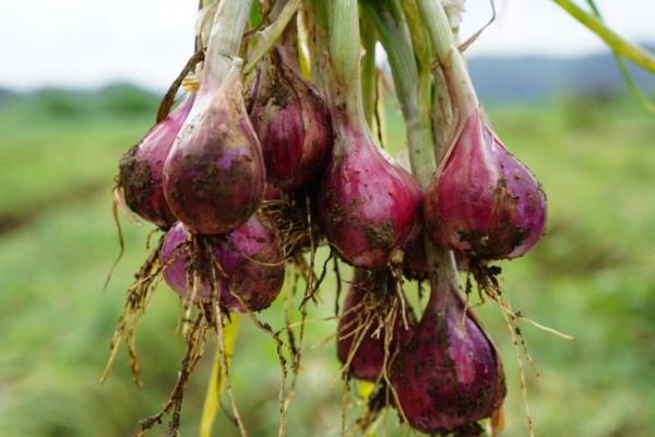 Bawang merah Glowing asal Bantul ini memiliki ukuran yang lebih besar, dengan warna merah bening sehingga sangat menarik jika dibandingkan dengan bawang merah yang lain.