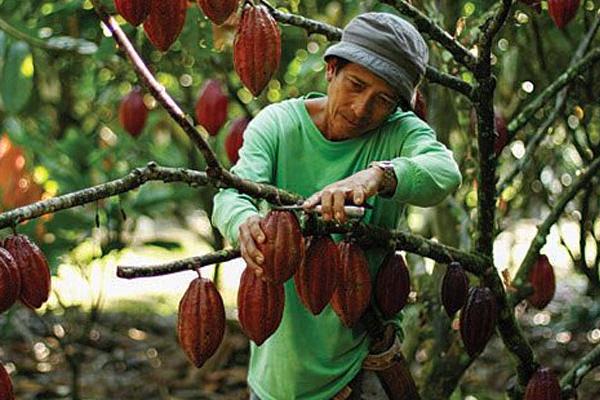 Pemerintah harus memberikan perhatian khusus terhadap komoditas kakao agar dapat kembali seperti masa kejayaannya di Indonesia.