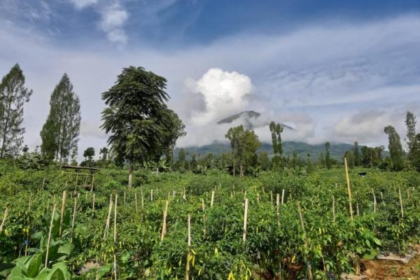 Melalui kegiatan Merdeka Panen dan Tanam, petani dari berbagai daerah dapat bergabung langsung dari lahannya secara daring untuk melakukan panen atau tanam komoditas hortikultura.