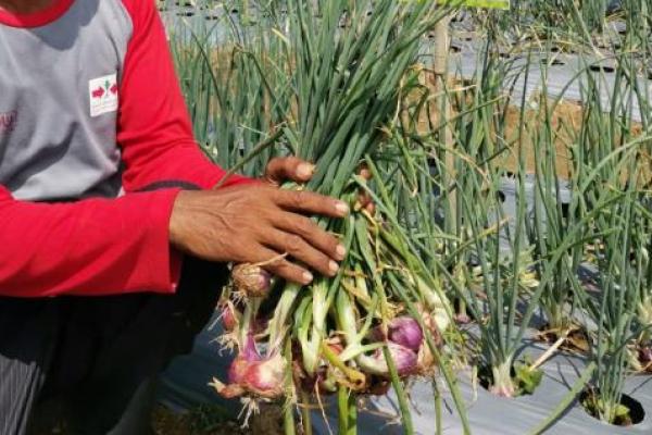 Kampung Hortikultura ini bertujuan agar kita memiliki daerah yang menjadi sumber budidaya hortikultura yang terkonsentrasi.