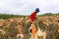 OJK akan Fokuskan Penyaluran dana KUR untuk Klaster Usaha Pertanian