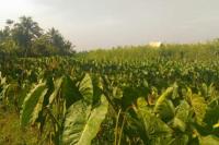 Balitbangtan Bentuk Riset Kolaboratif untuk Pengembangan Talas Beneng