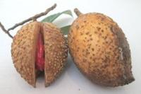 Pala Indonesia Masih Sering Ditolak, Barantan Dorong Sinergitas dan Penerapan Standar