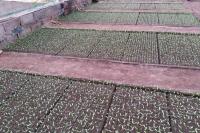 Soil Block Bisa Jadi Solusi Efesiensi Budidaya Cabai