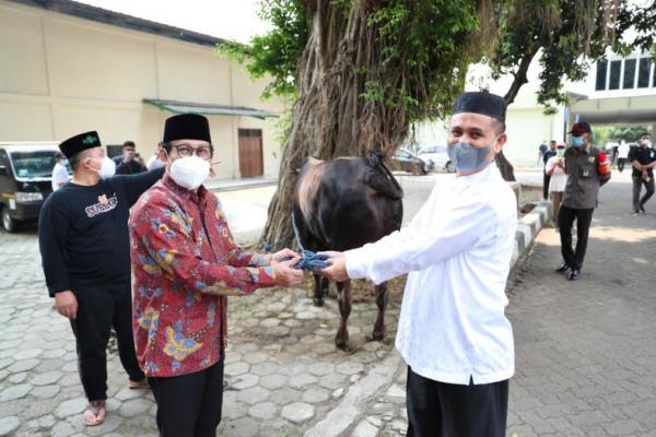 Total sapi yang dipotong sebanyak empat ekor. Dagingnya bakal diserahkan ke staf Kemendes PDTT dan pihak lain yang berhak menerimanya.