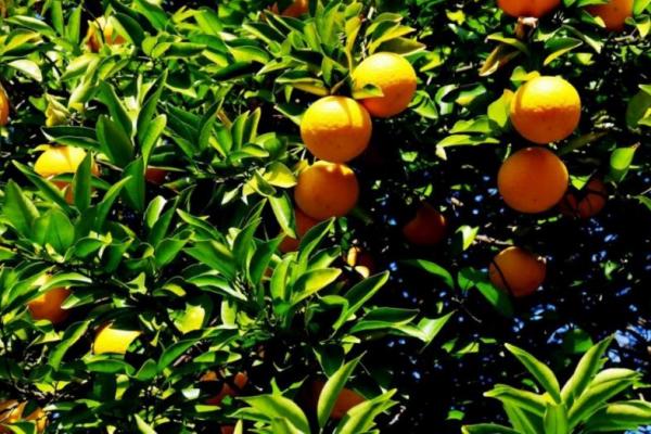 jeruk mandarin bukan hanya manisan yang enak. Varietas jeruk favorit bangsa, shiikuwasha dan tachibana hias, memiliki makna sejarah dan budaya.