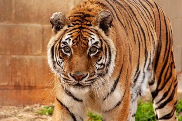 Bengali, seekor harimau yang datang ke Suaka Margasatwa Tiger Creek di Tyler pada tahun 2000, dipastikan menjadi harimau tertua yang hidup di penangkaran.