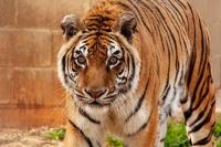 Bengali Resmi Jadi Harimau Tertua di Dunia