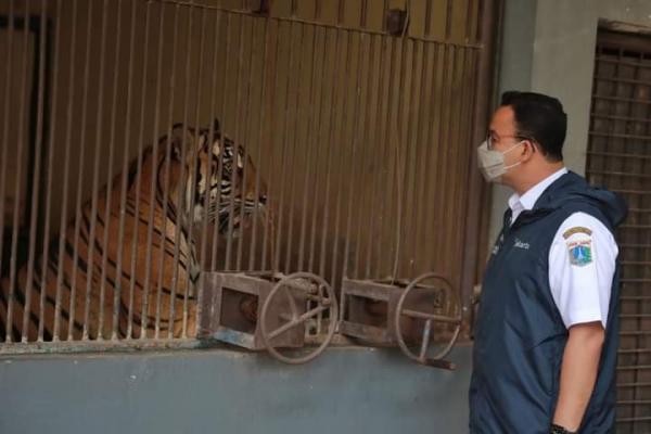 Tim TMR langsung bertindak cepat, memanggil petugas swab paling berani sedunia untuk mengambil sampel swab Hari dan Tino dan mengirimkannya ke Laboratorium Bioteknologi milik Pusat Studi Satwa Primata, Institut Pertanian Bogor.