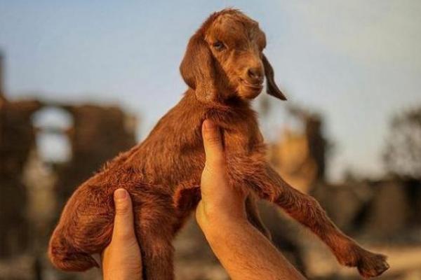 Bayat menemukan secercah harapan. Seekor bayi kambing yang baru lahir, terbaring tak berdaya di tengah bekas kebakaran. Ajaibnya, bayi kambing tersebut masih hidup. Padahal sang induk mati dimakan api.