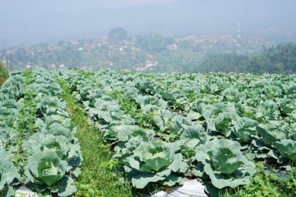 Kondisi pertanian saat ini, banyak lahan yang sudah beralih fungsi, penurunan ketersediaan lahan produktif, dan penurunan kualitas lahan yang produktif.