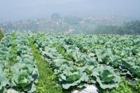 Kementan Dorong Petani Kurangi Penggunaan Pestisida Kimia