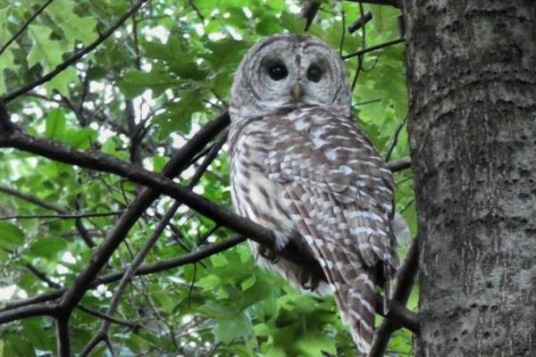 Barry, burung hantu ikonik di Central Park, New York, mati pada Jumat (6/8) pagi setelah bertabrakan dengan salah satu truk pemeliharaan taman.