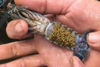 Mau Budidaya Lobster Air Tawar, Ini Caranya