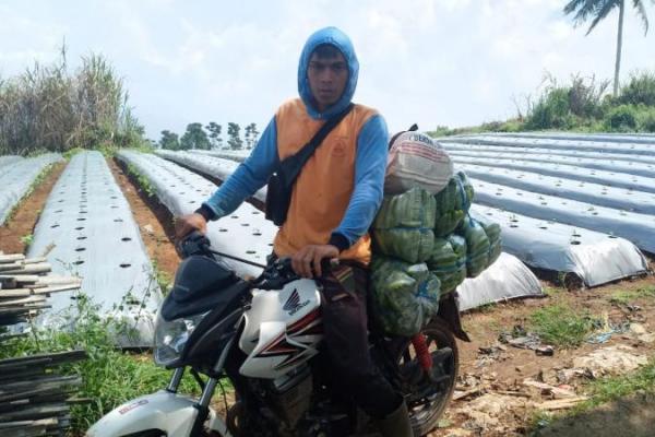 Sukabumi merupakan salah satu sentra produksi sayuran yang secara rutin tetap mampu memasok sayuran ke kota Jakarta dan Bandung dimasa PPKM ini.