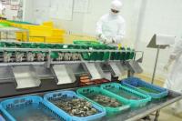 Di Tengah Pandemi Covid 19, Indonesia Peringkat 8 Eksportir Perikanan Dunia