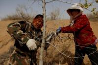 China Ciptakan 36 Ribu Kilometer Hutan Baru per Tahun