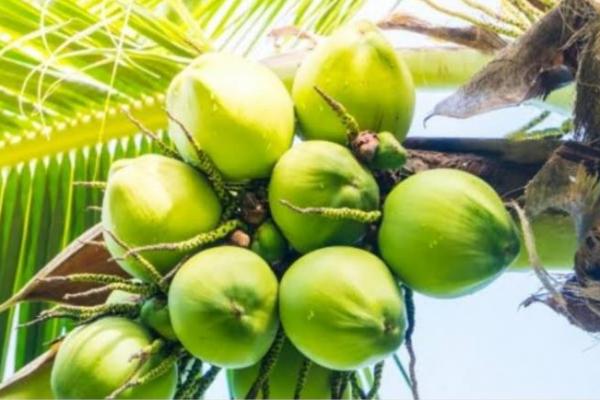 Indonesia menghasilkan kelapa sebanyak 18,5 juta ton. Terbesar di dunia. 