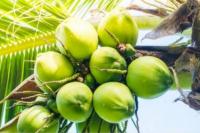 Kelapa, Kakao dan Kopi Masuk Komoditas Pokok Swasembada Pangan