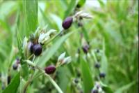 Diversifikasi Pangan: Hanjeli Berpotensi Jadi Tanaman Pangan Alternatif